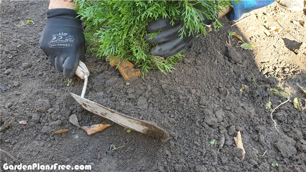 Filling-the-holes-with-dirt-around-the-decorative-tree