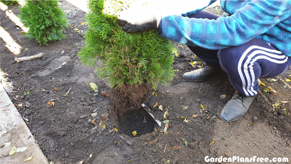 Planting-Thuja