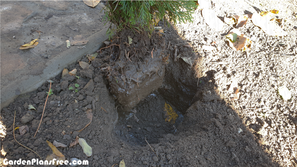 Planting-the-thuja-trees