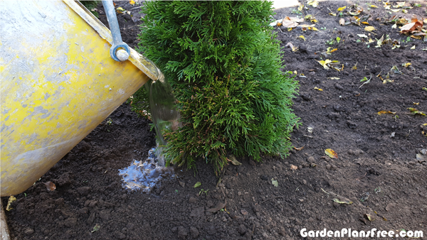 Watering-the-thuja-occidentalis