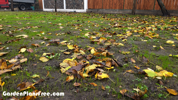 Growing-new-lawn-grass